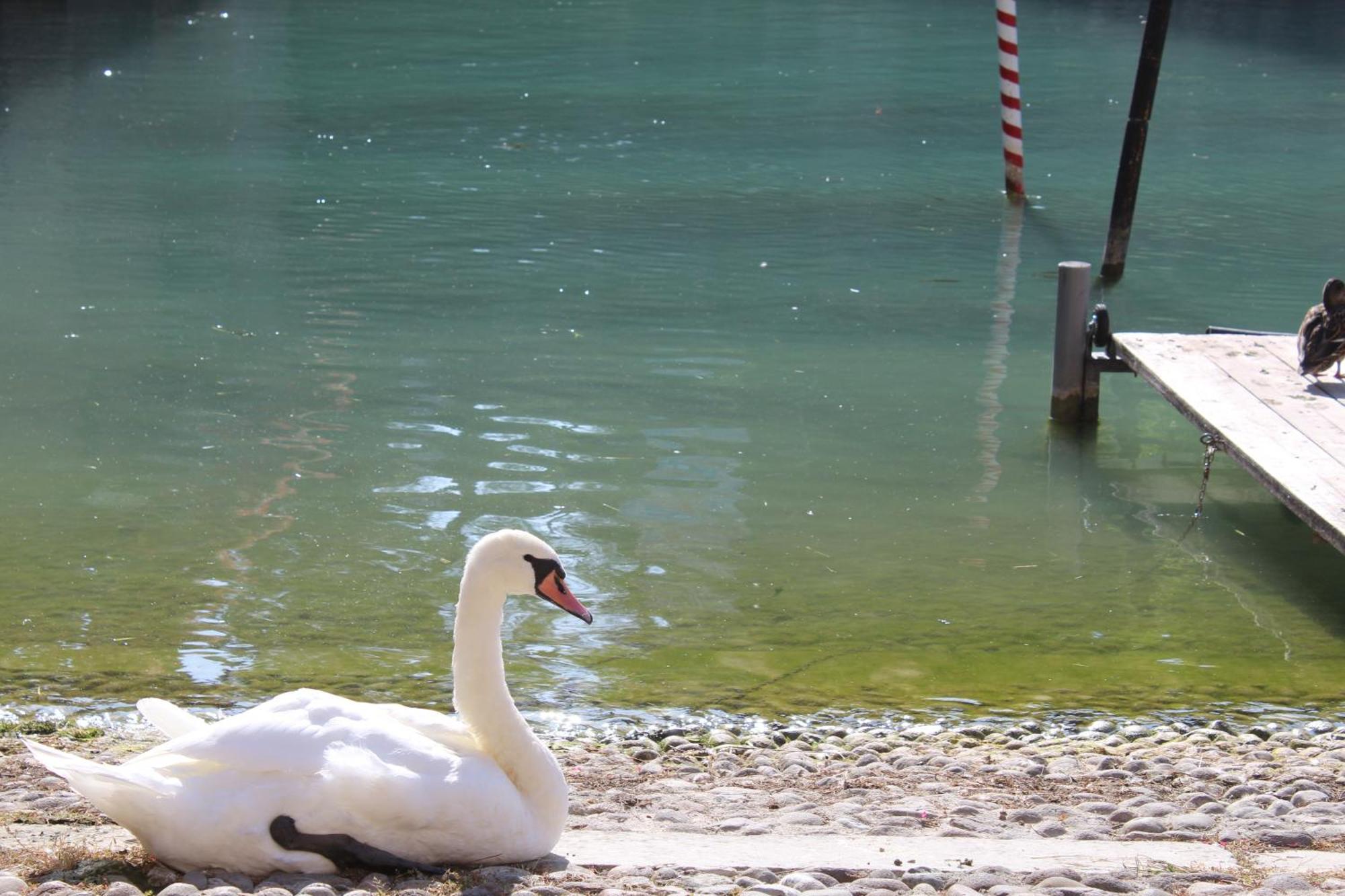 Salvi - * Peschiera del Garda